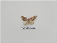 藏品(尺蛾594)的圖片